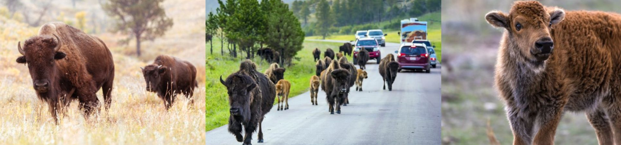 Black Hills Premier Vacation Homes